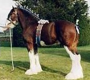 Clydesdale Horse